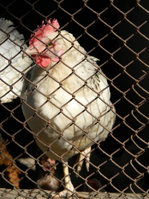 怎样打好全场紧逼？